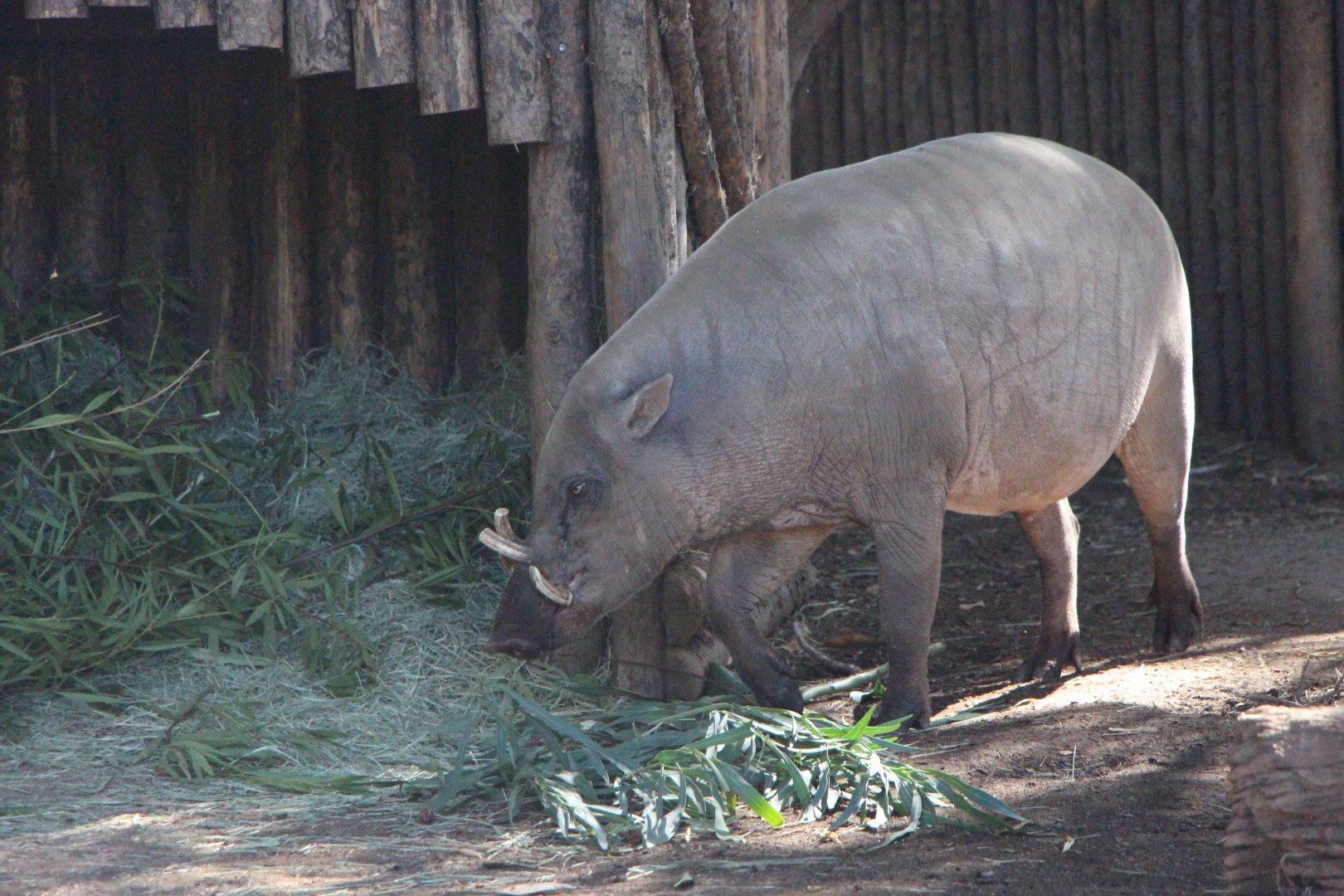 Northern Sulawesi Babirusa