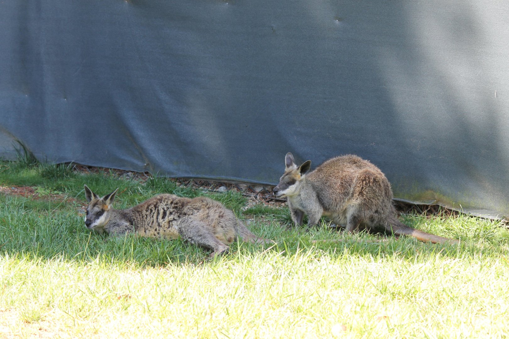 Northern Swamp Wallabies