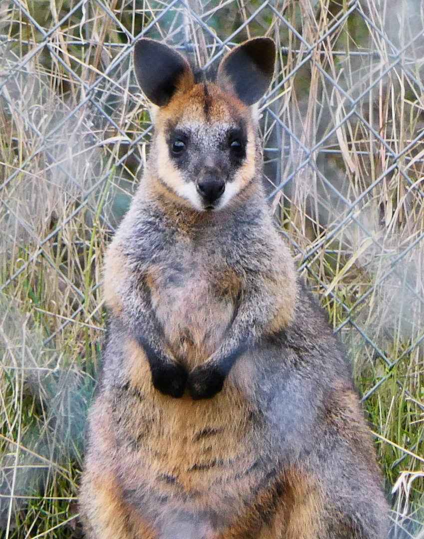 Northern Swamp Wallaby - Hamerton - 5-2-19