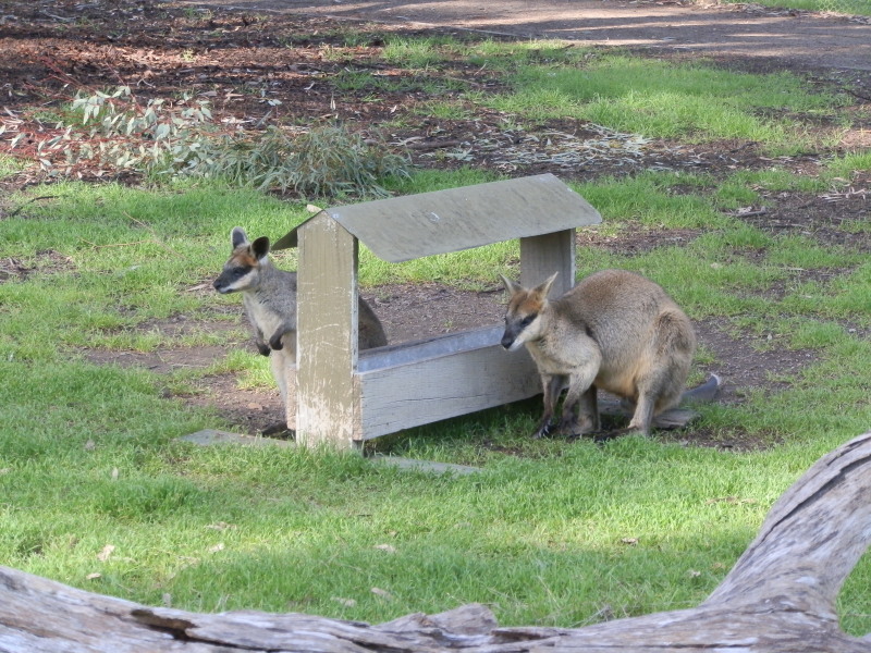 Northern Swamp Wallaby