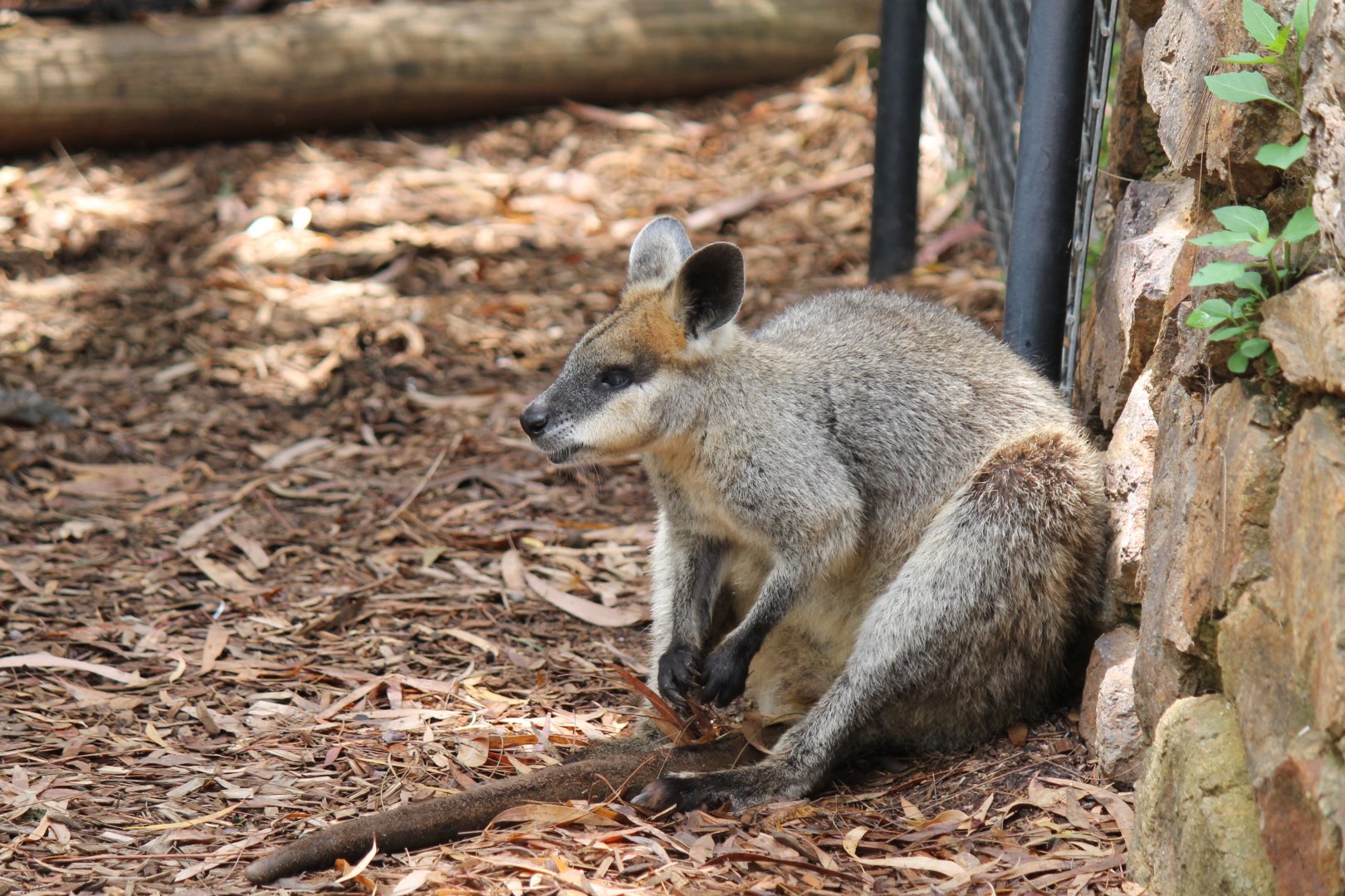 Northern Swamp Wallaby