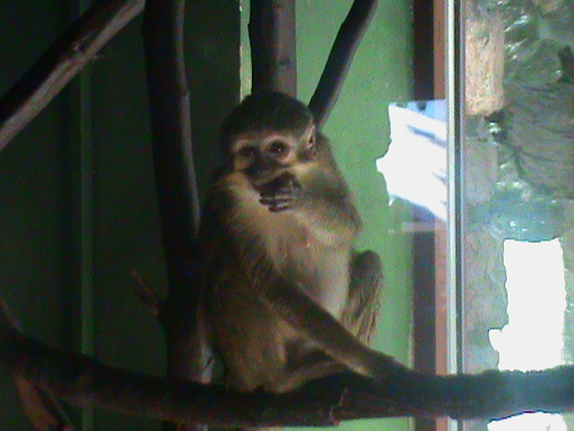 northern talapoin 140911