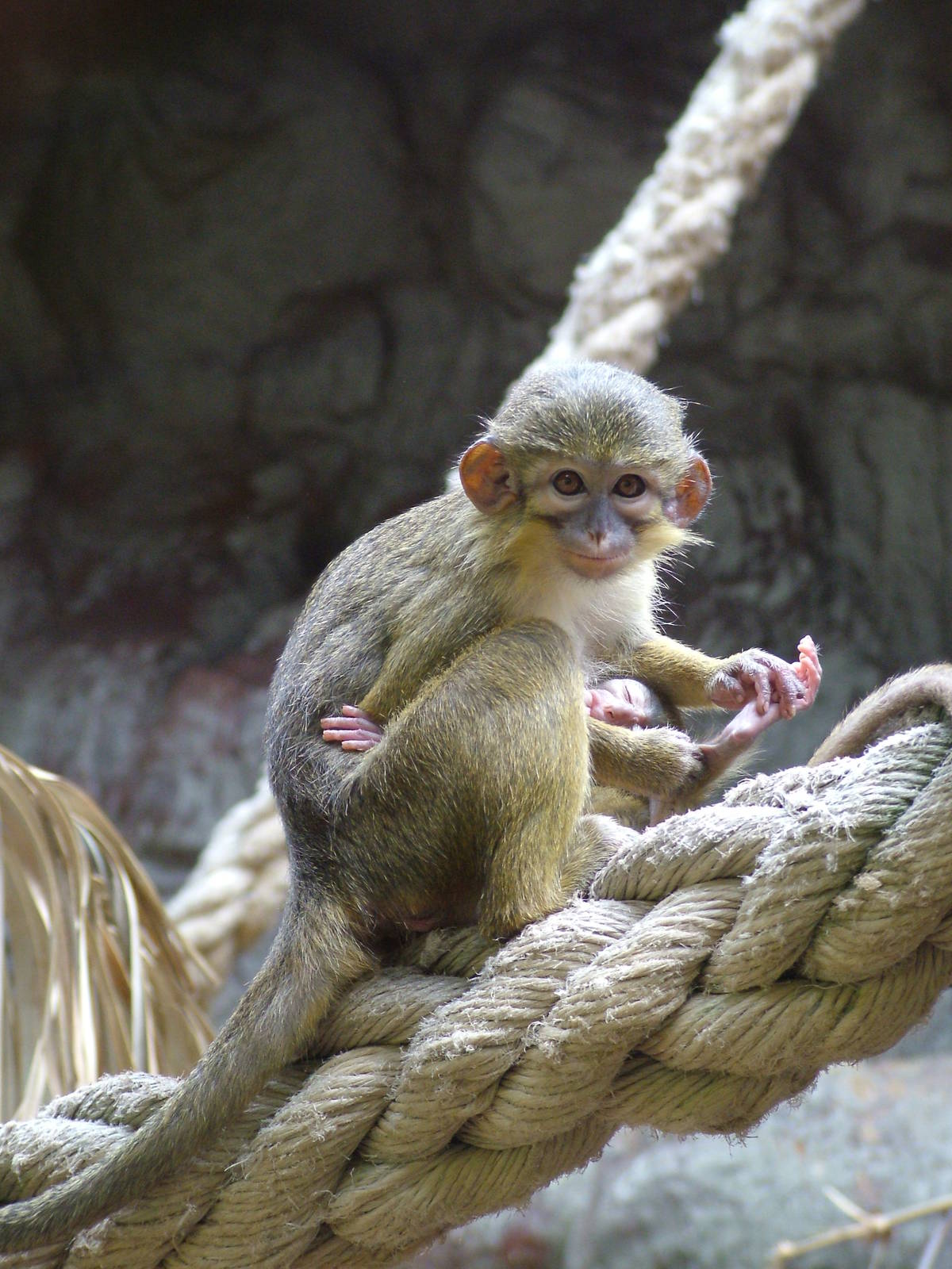 Northern Talapoin at Barcelona, 30/05/11