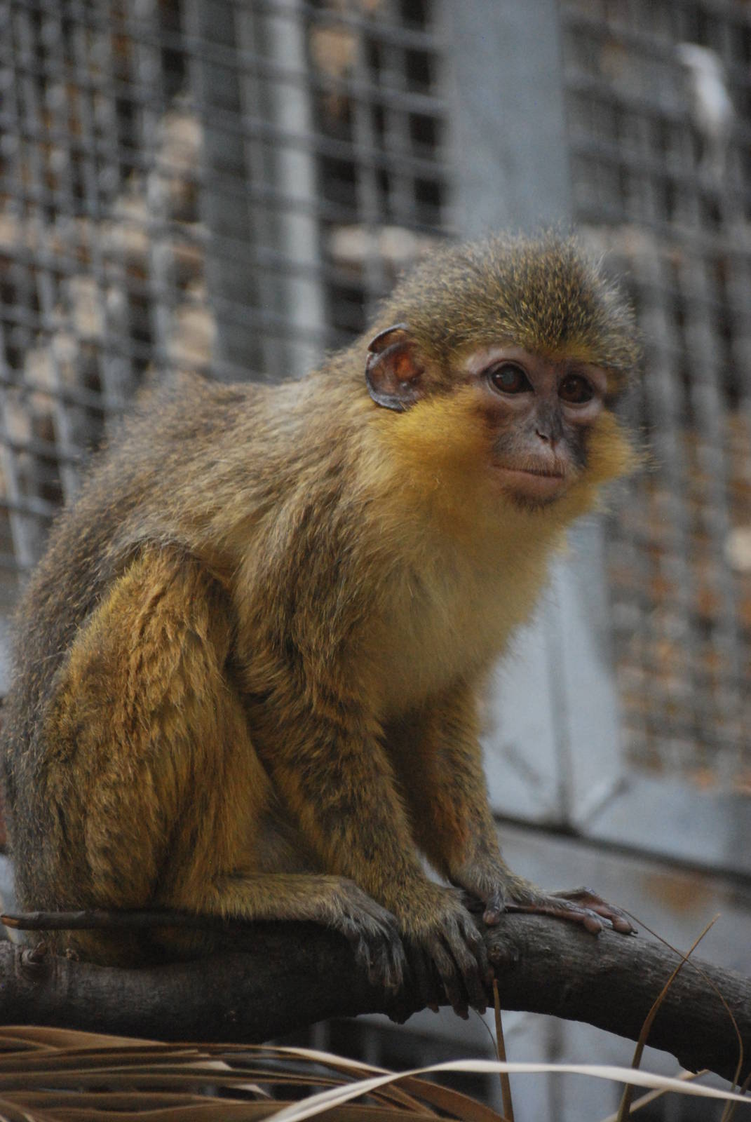 Northern Talapoin at Barcelona, 30/05/11