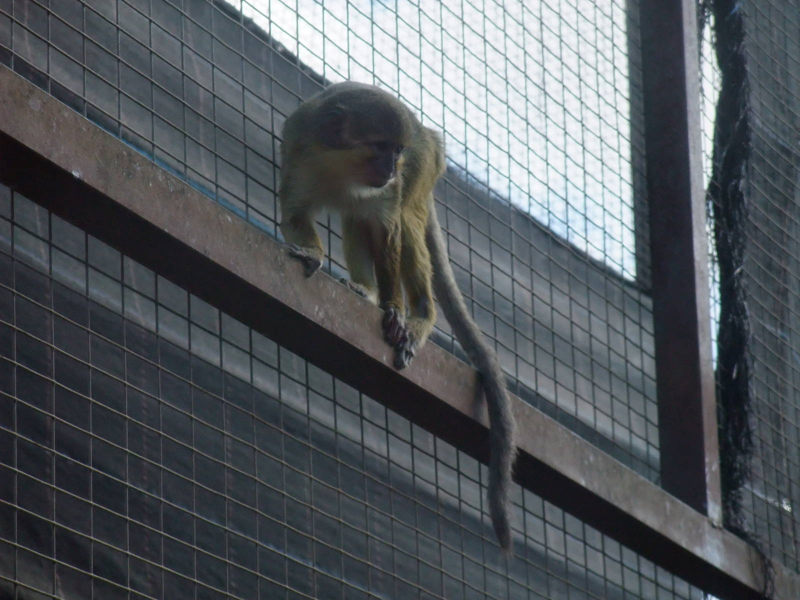 Northern Talapoin at Monkey Park, 09/11/10