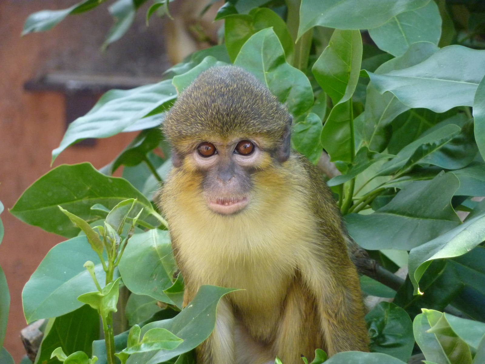 Northern talapoin, December 2012