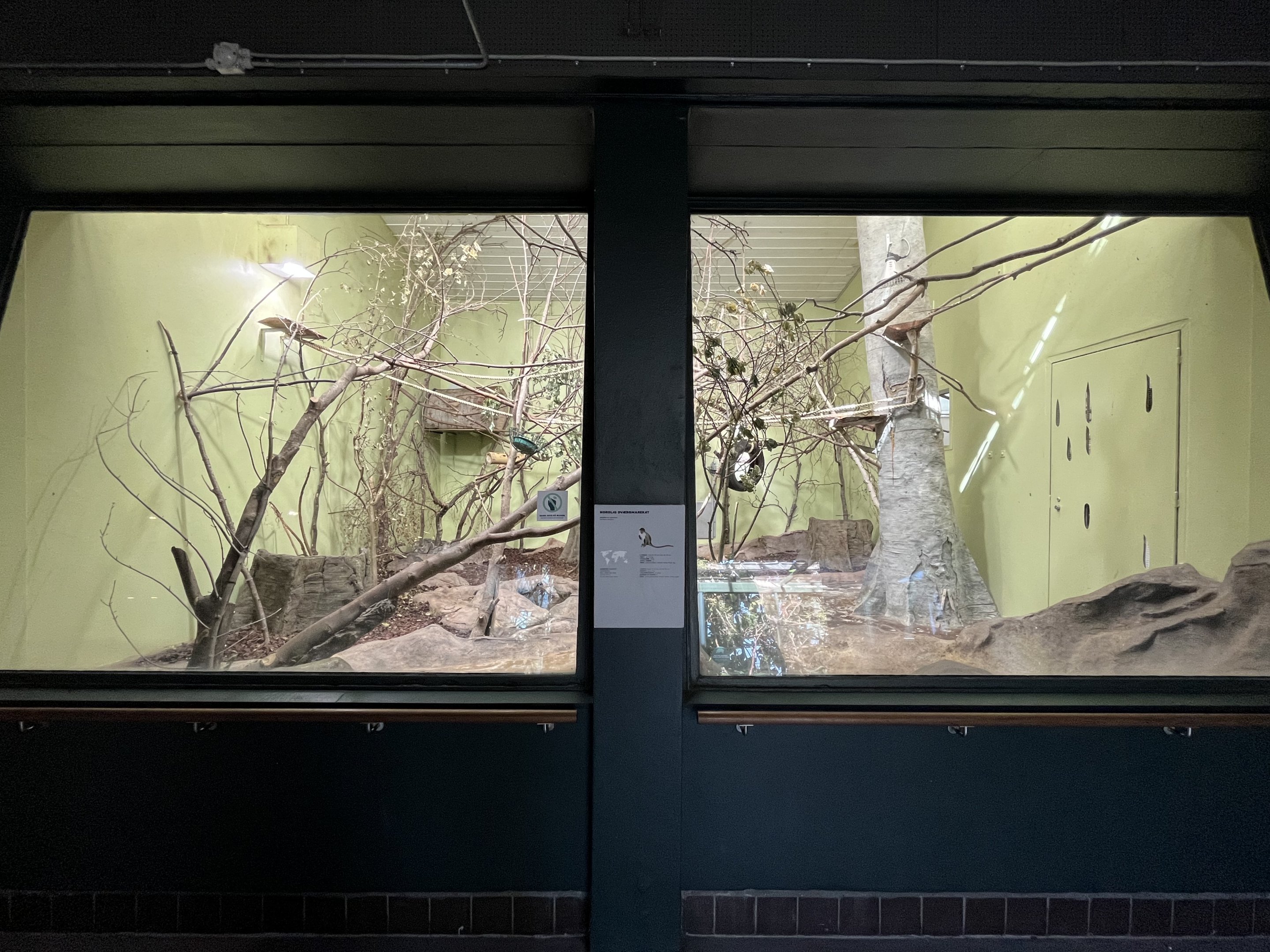 Northern Talapoin Exhibit