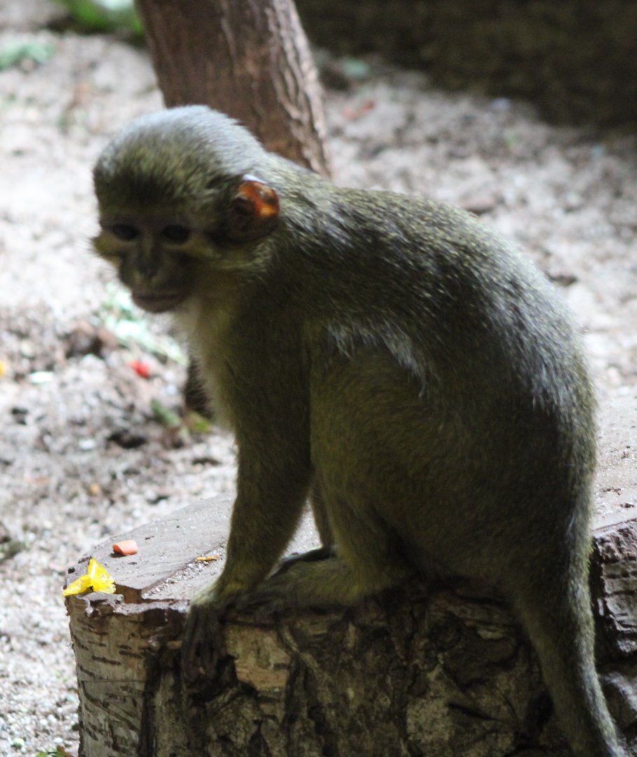 Northern talapoin / Gabon talapoin