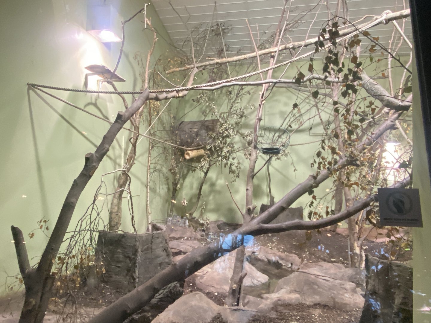 Northern talapoin habitat 261124