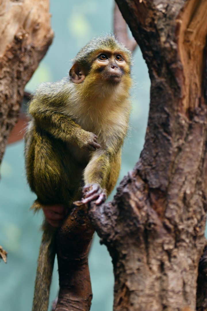 Northern talapoin Miopithecus ogouensis