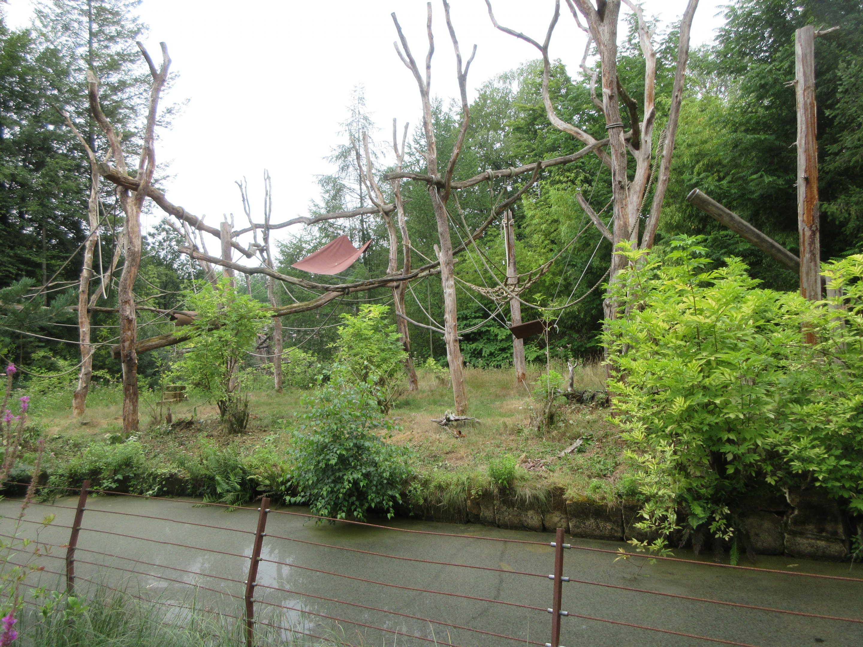 Northern Talapoin Monkey Exhibit