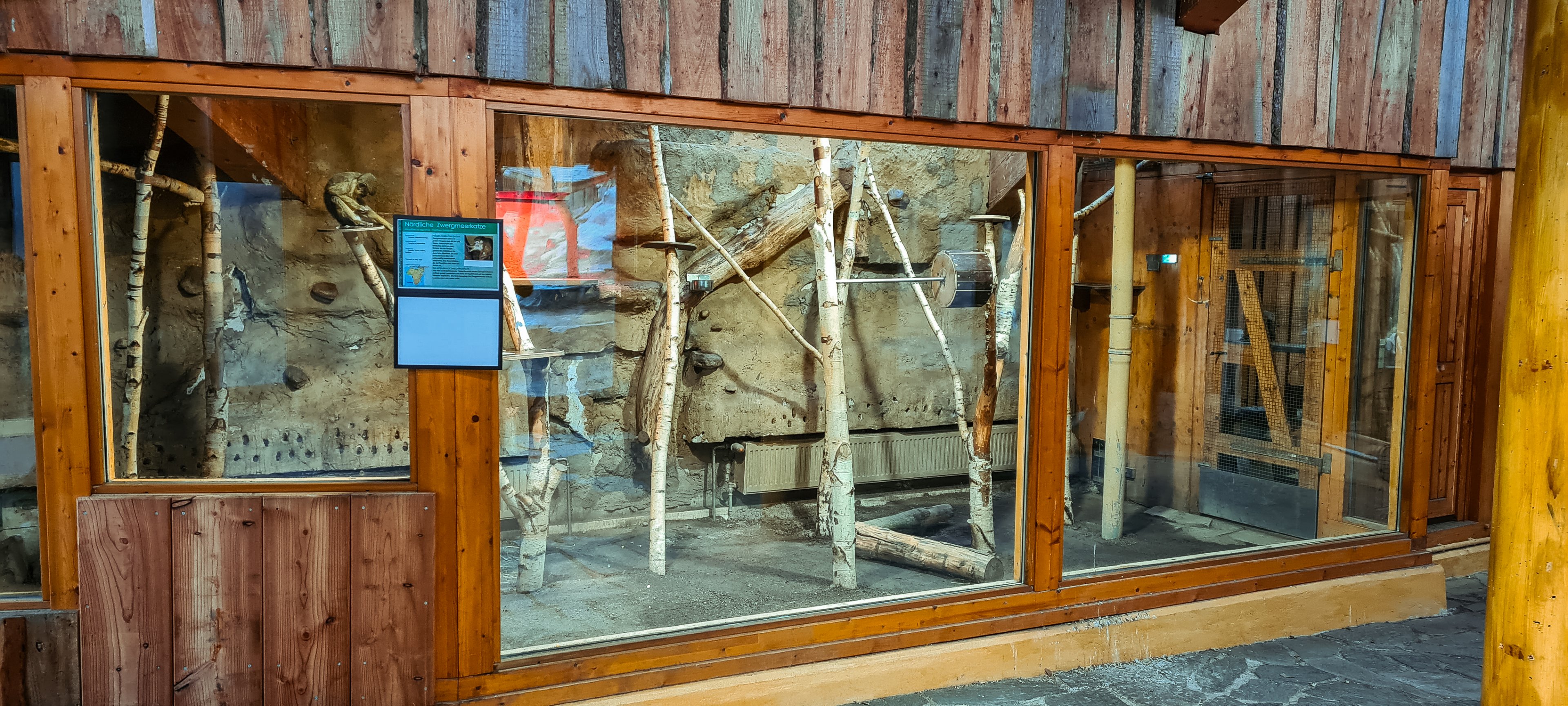 Northern talapoin monkey indoor 1