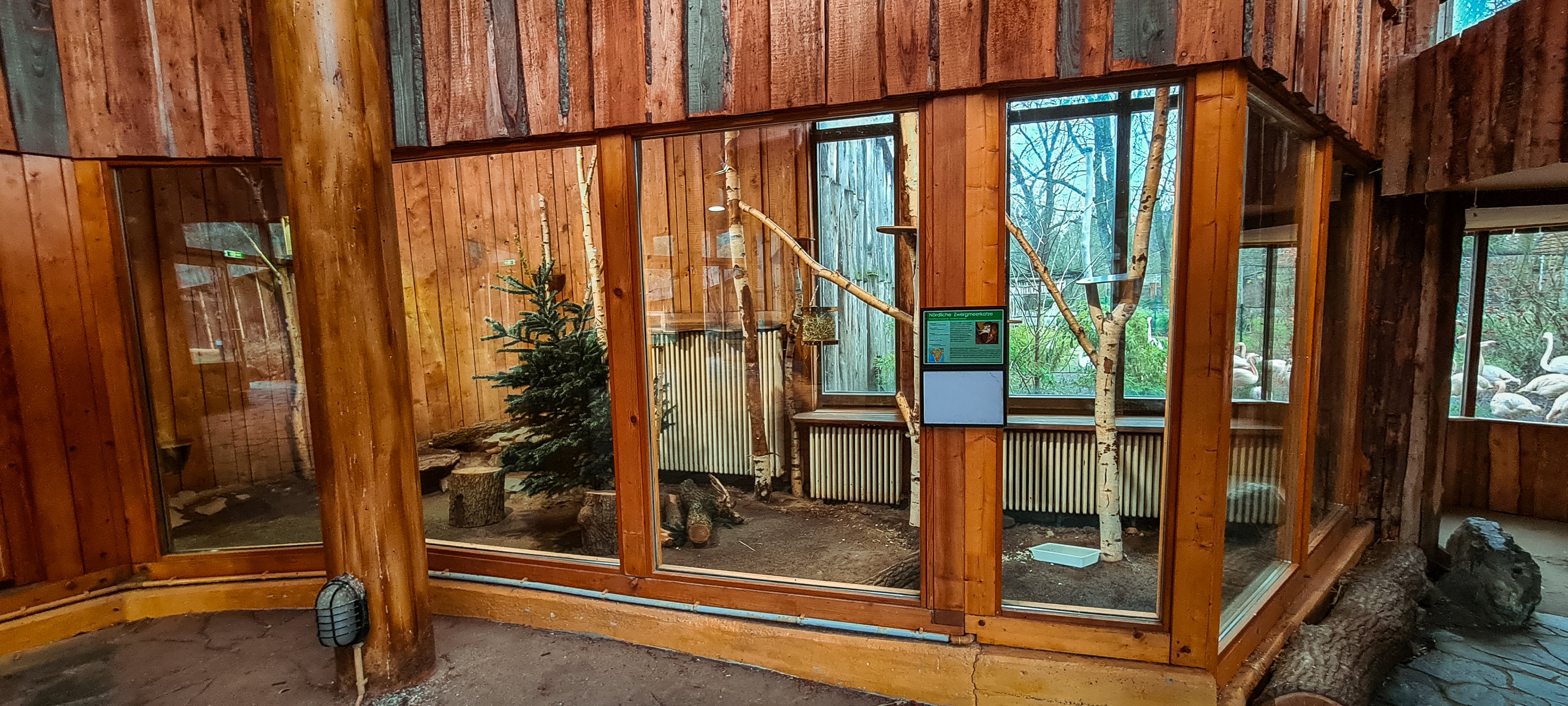 Northern talapoin monkey indoor 2