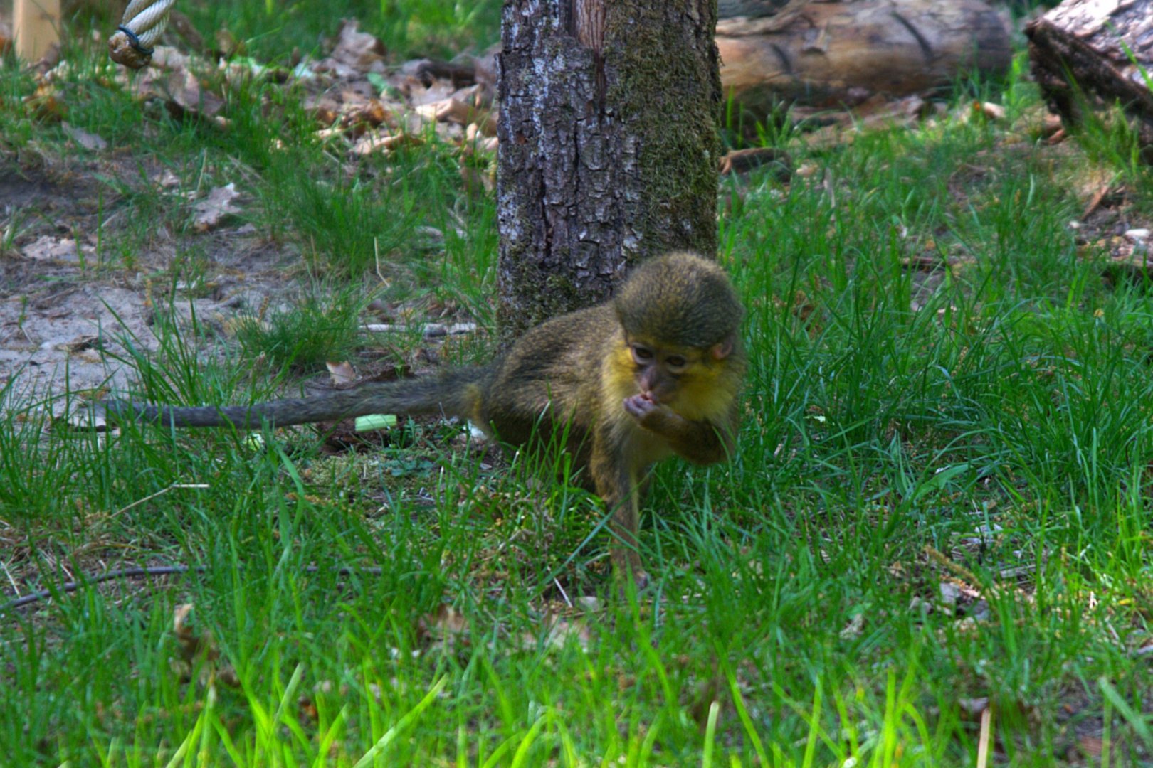 Northern Talapoin Monkey (Miopithecus ogouensis)