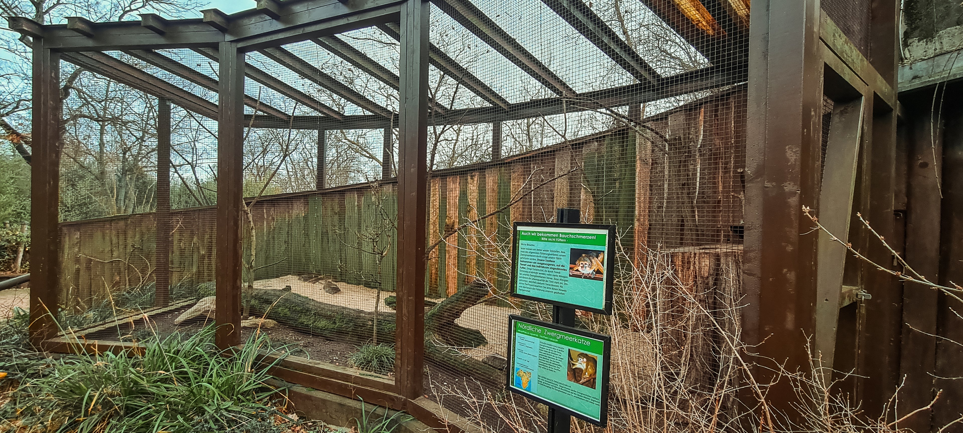 Northern talapoin monkey outdoor