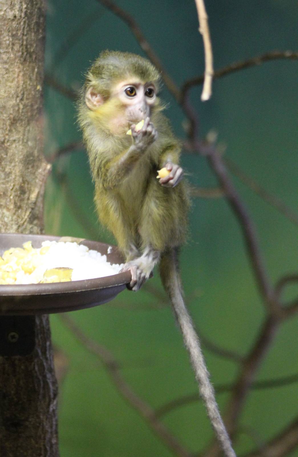 Northern talapoin monkey