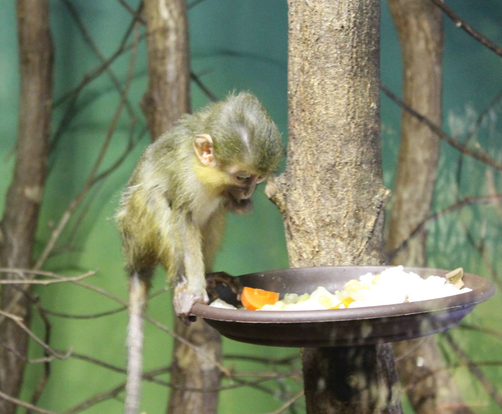 Northern talapoin monkey