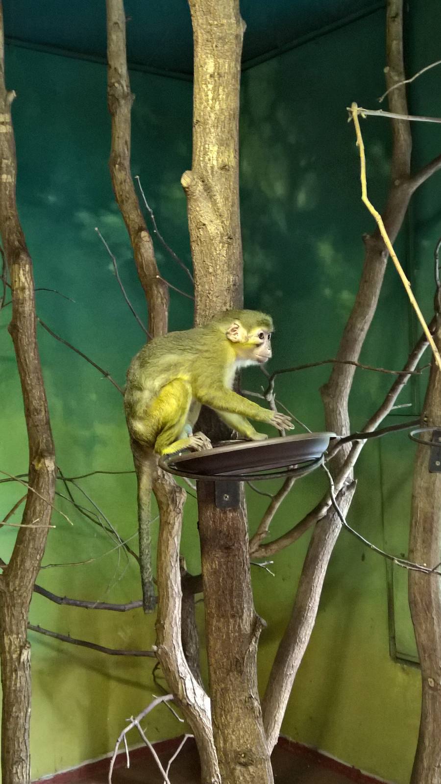 Northern talapoin monkey
