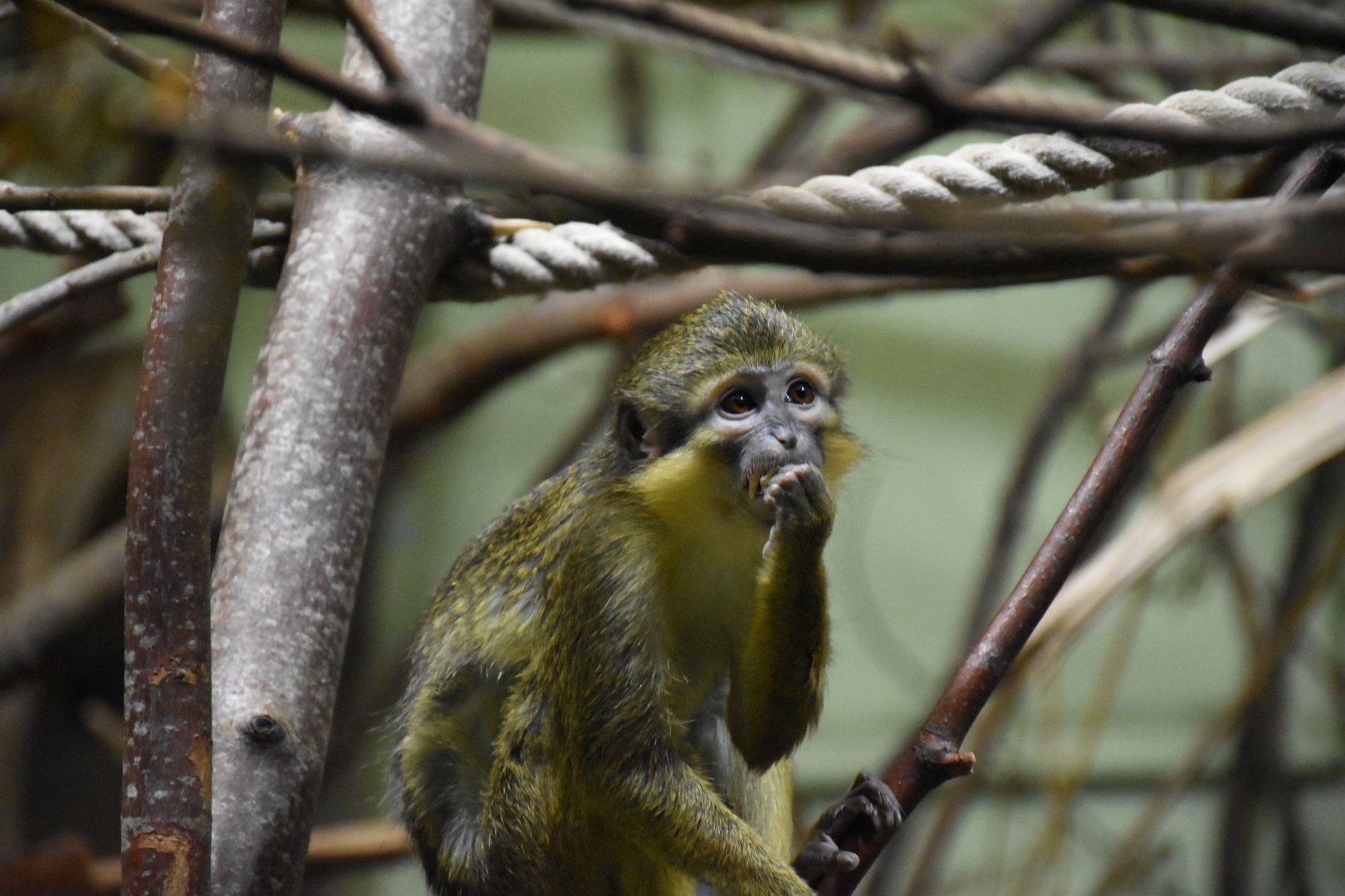Northern talapoin monkey