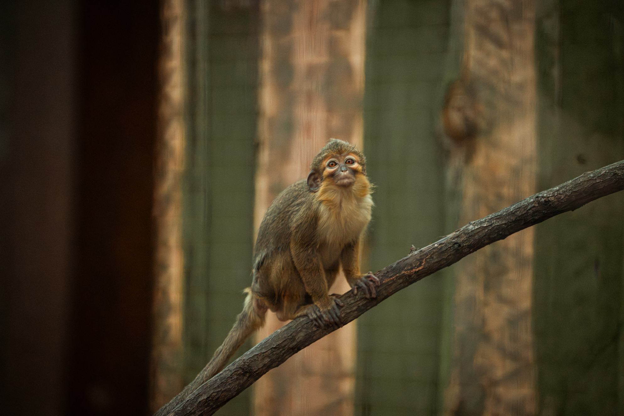 Northern talapoin monkey