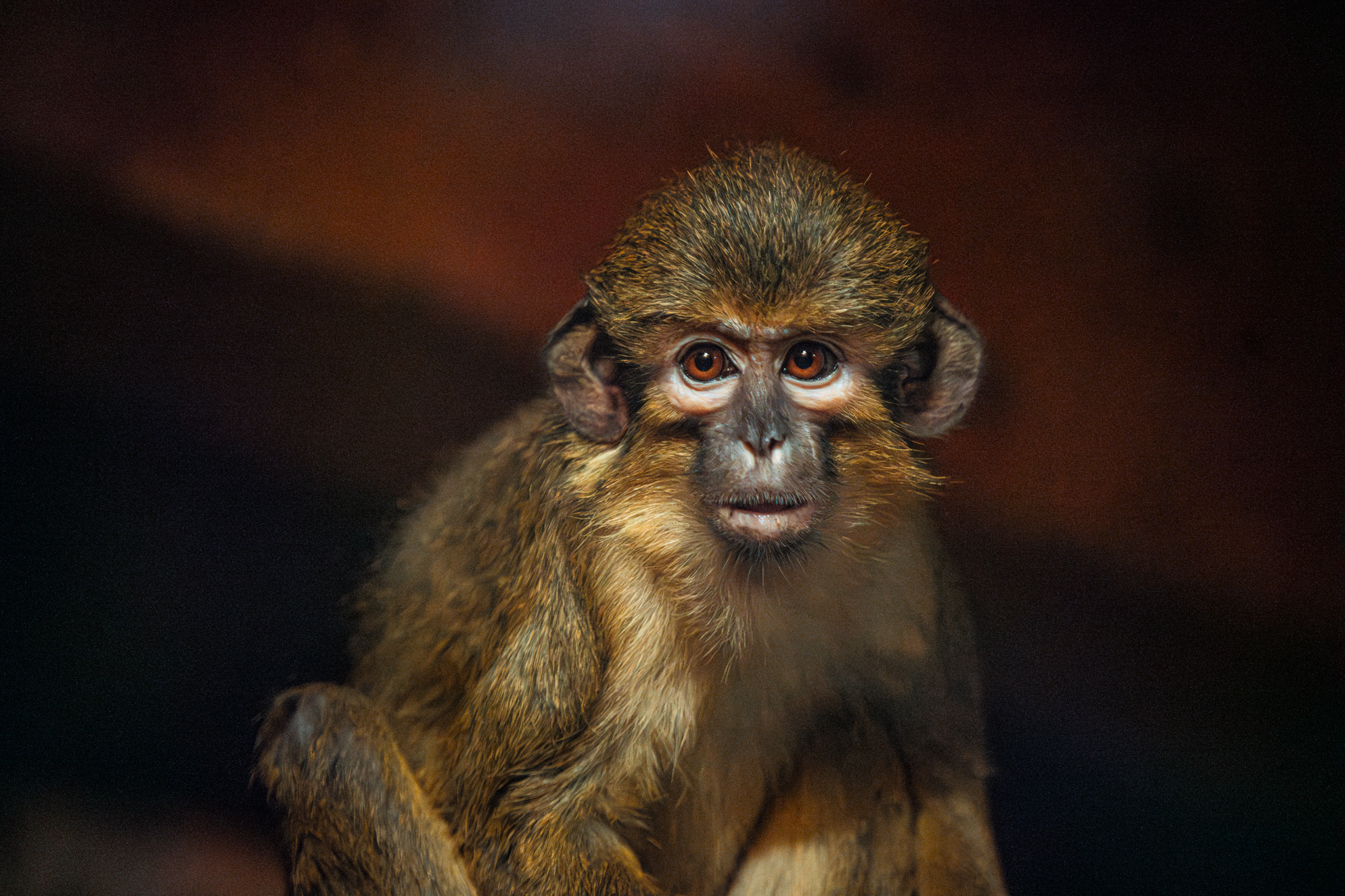 Northern talapoin monkey