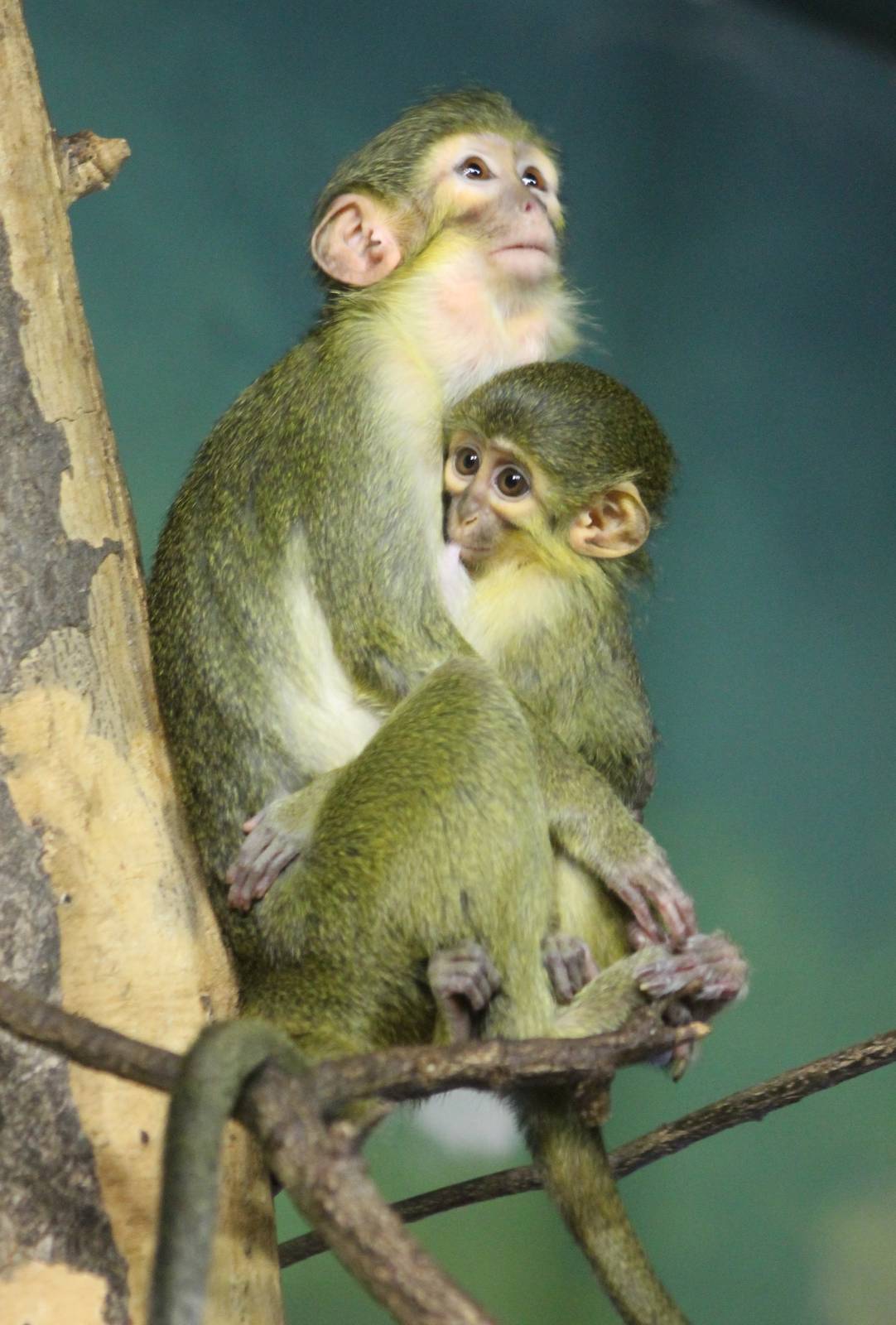 Northern talapoin monkeys