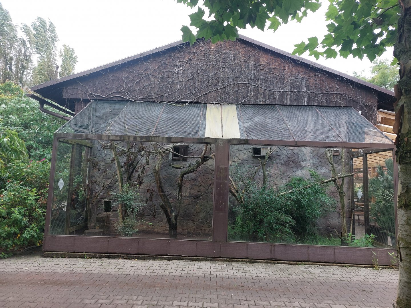 Northern talapoin outdoor exhibit