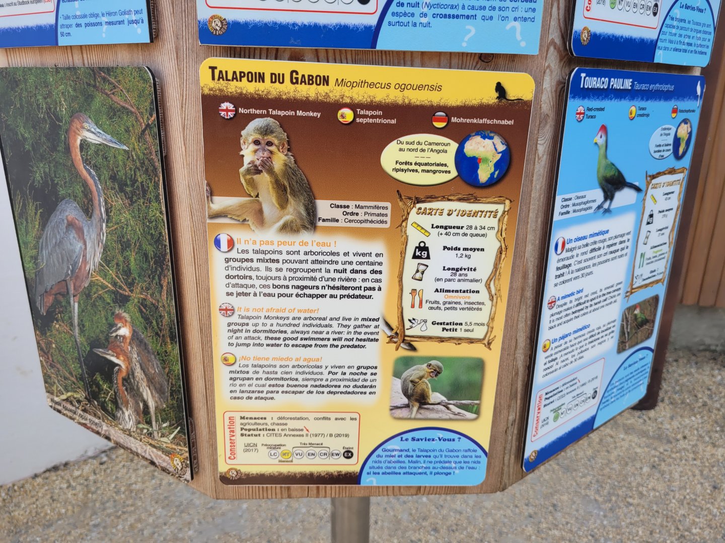 Northern talapoin sign -Réserve Africaine de Sigean (2022)