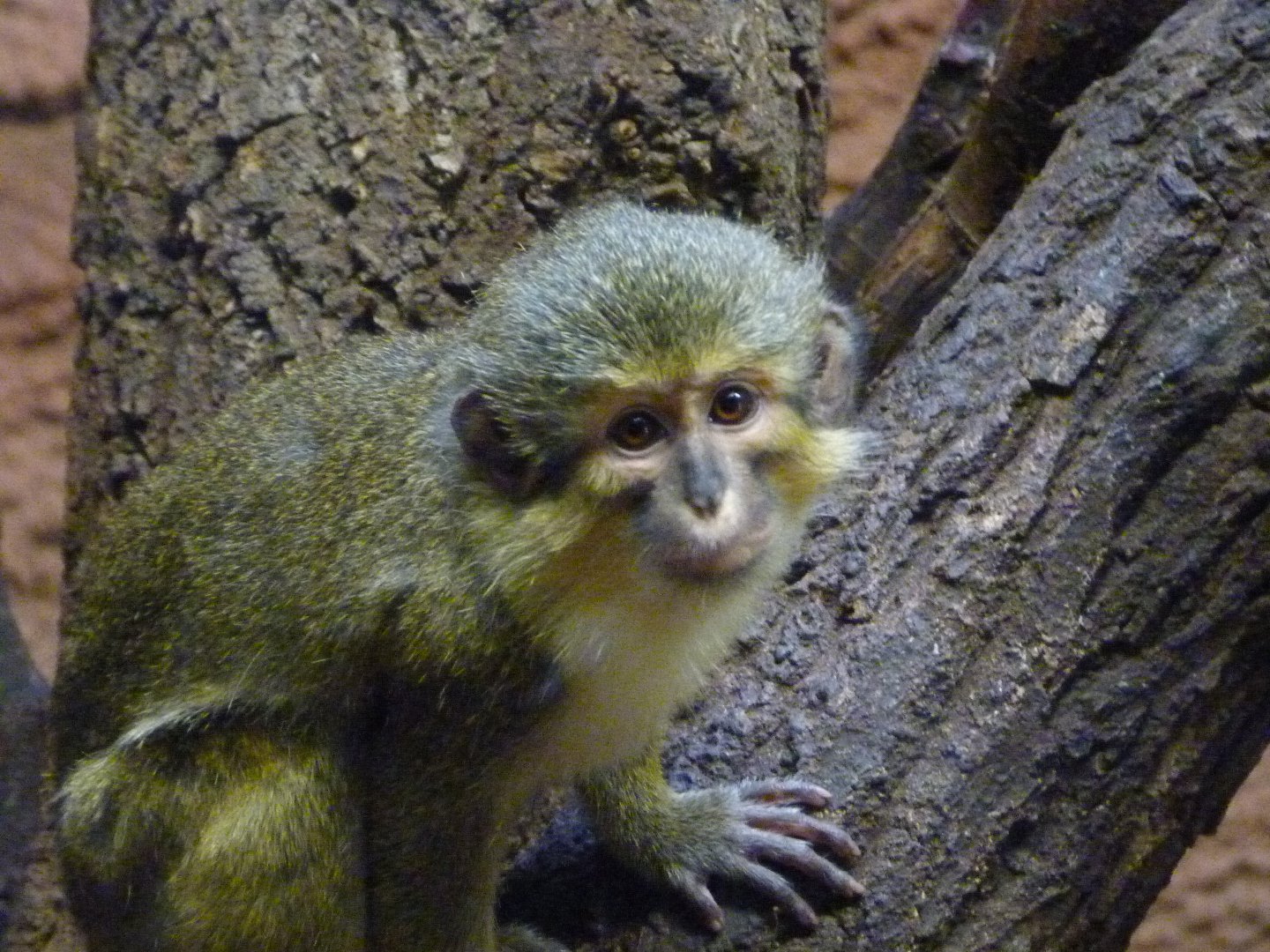 Northern talapoin -Zoo Praha (2025)