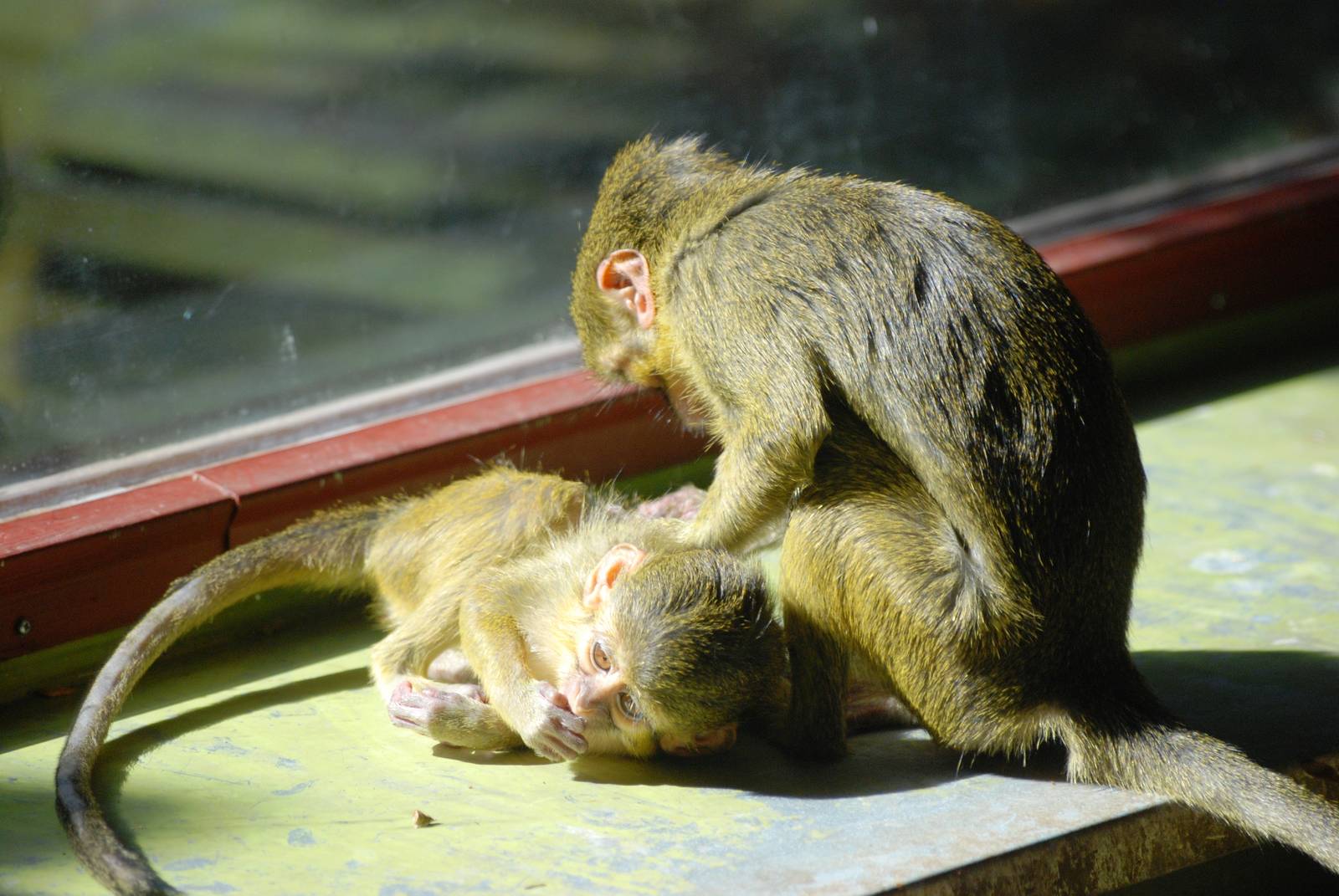 Northern Talapoins at Prague, 25/08/12