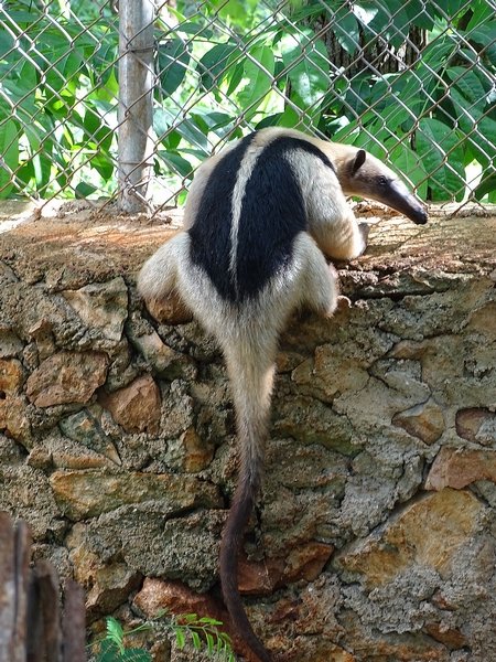 Northern tamandua (Tamandua mexicana)