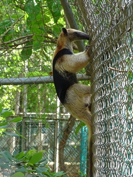 Northern tamandua (Tamandua mexicana)