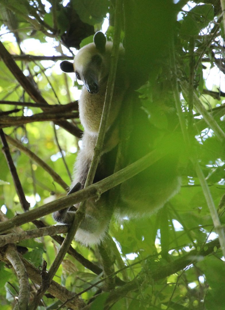 Northern Tamandua
