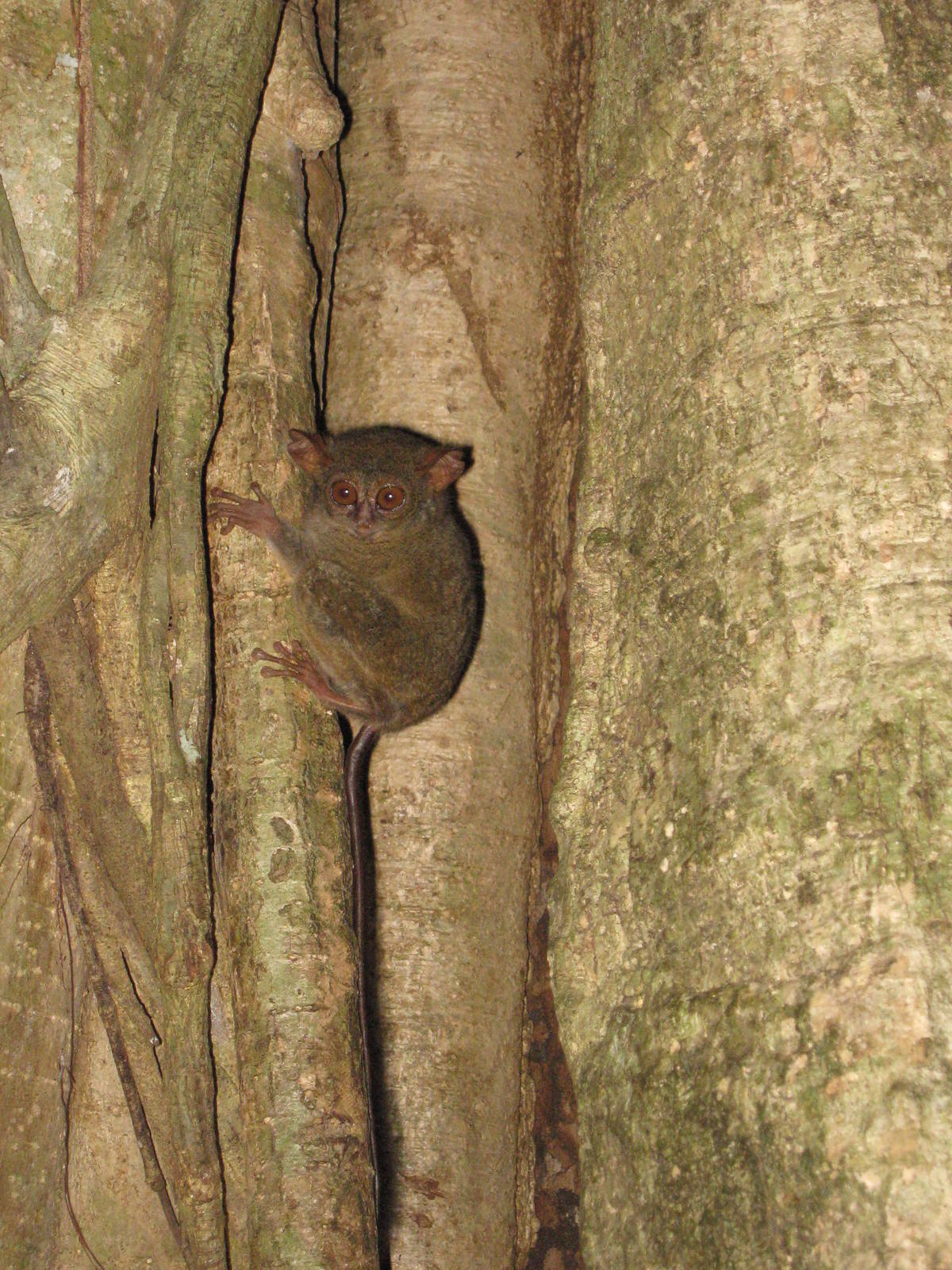 northern tarsier (Tarsius spectrumgurskyae)
