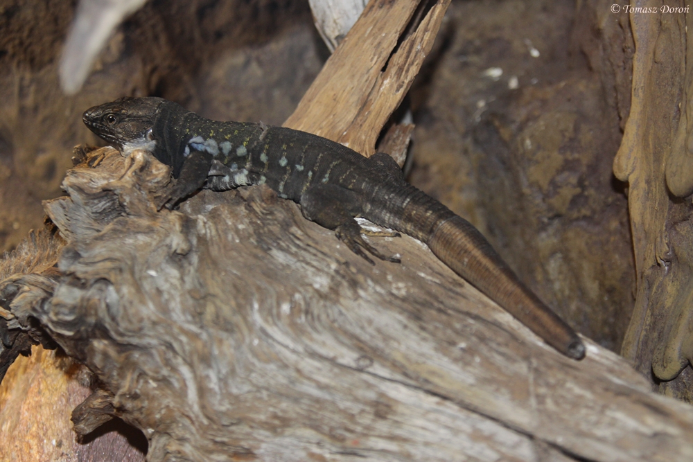 Northern Tenerife Lizard (Gallotia galloti eisentrauti)