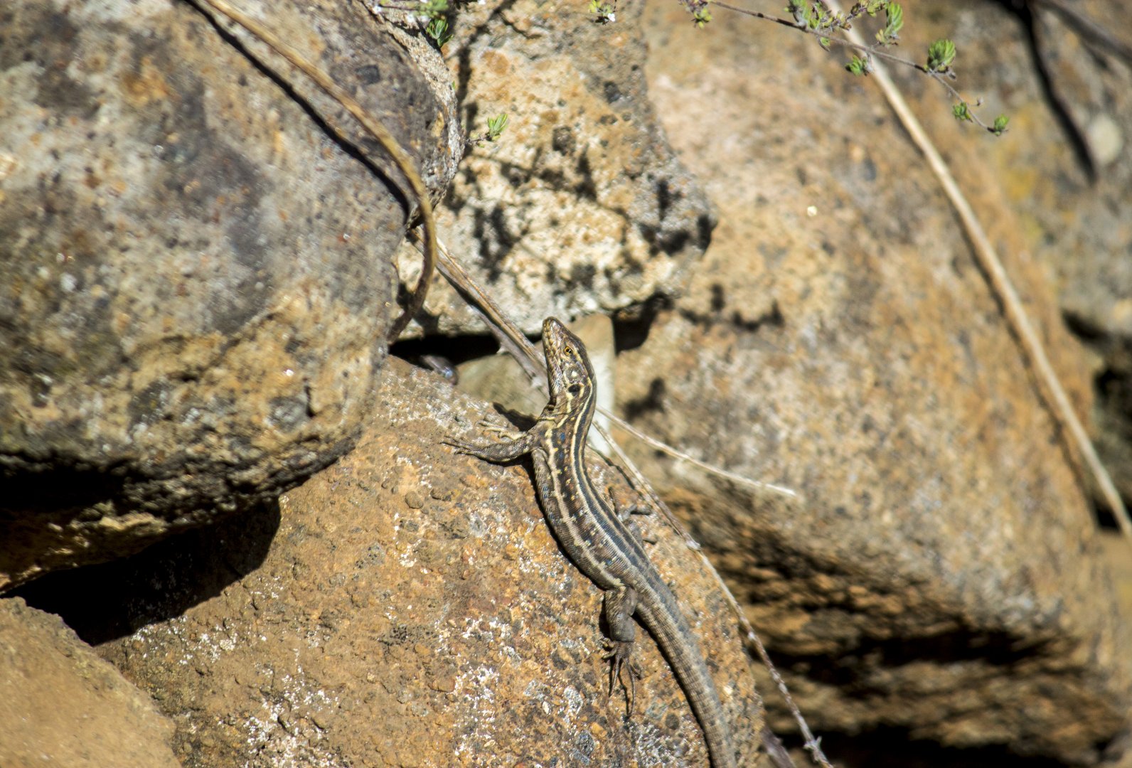 Northern Tenerife lizard, Gallotia galloti galloti
