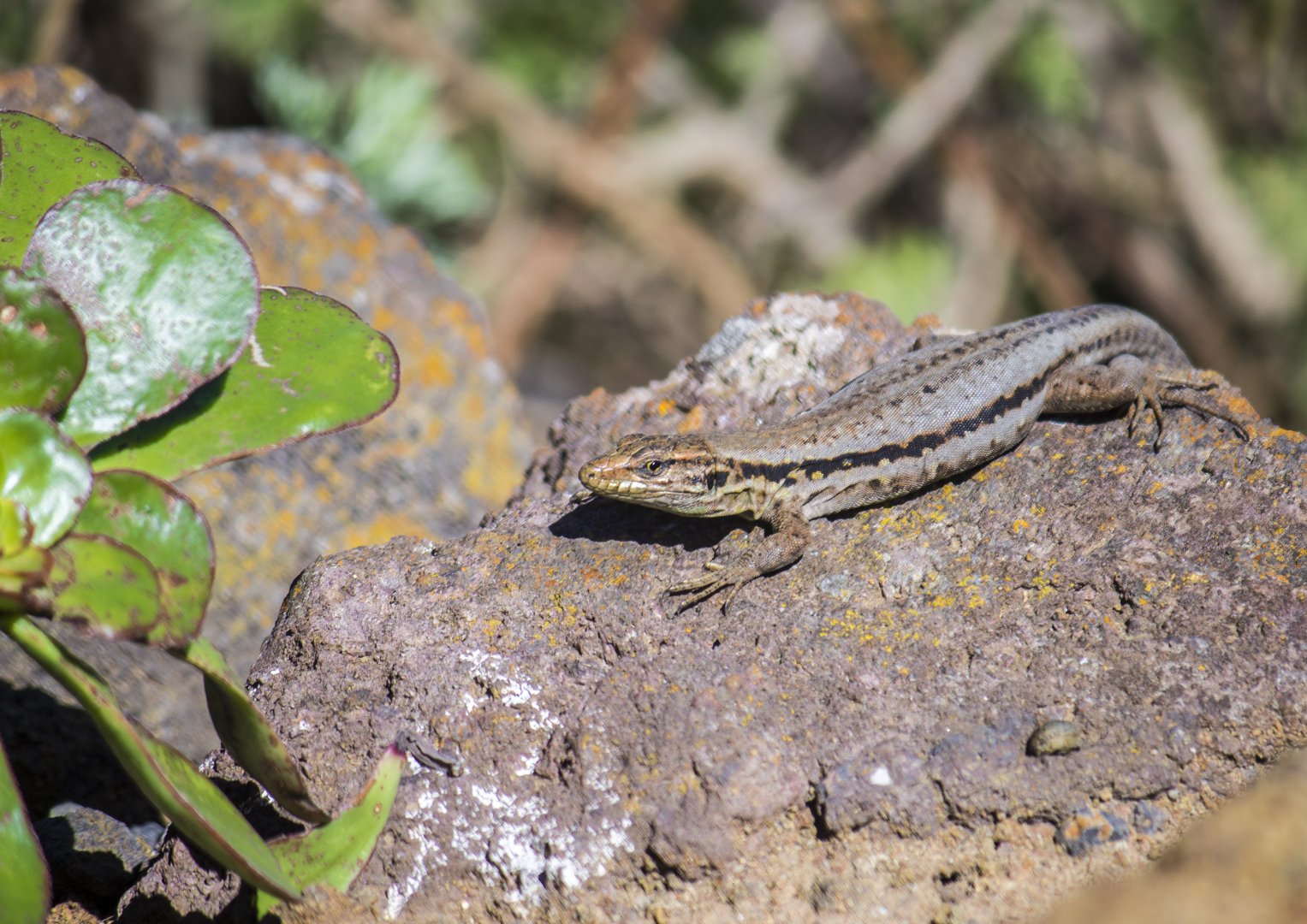 Northern Tenerife lizard, Gallotia galloti galloti