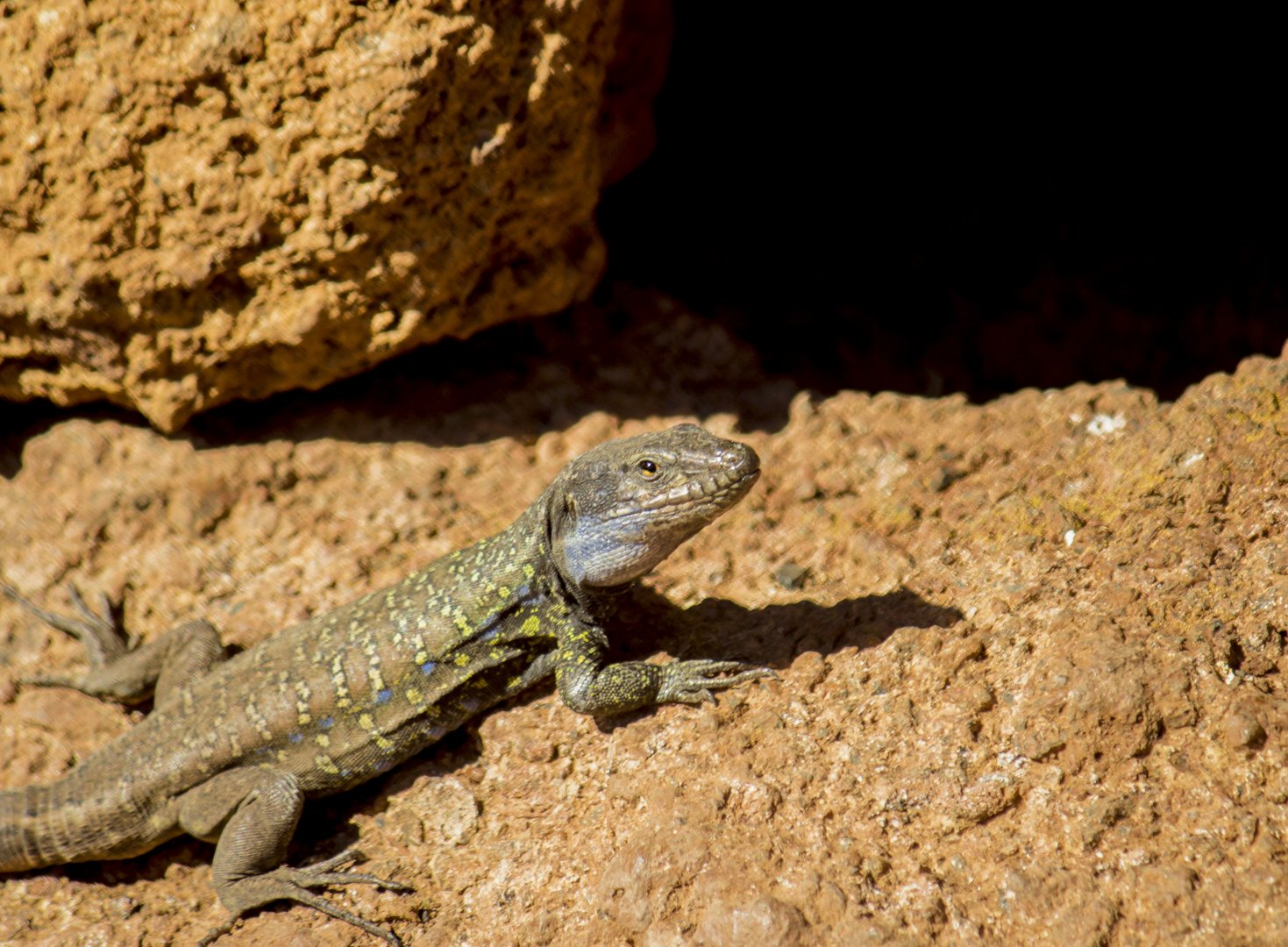 Northern Tenerife lizard, Gallotia galloti galloti