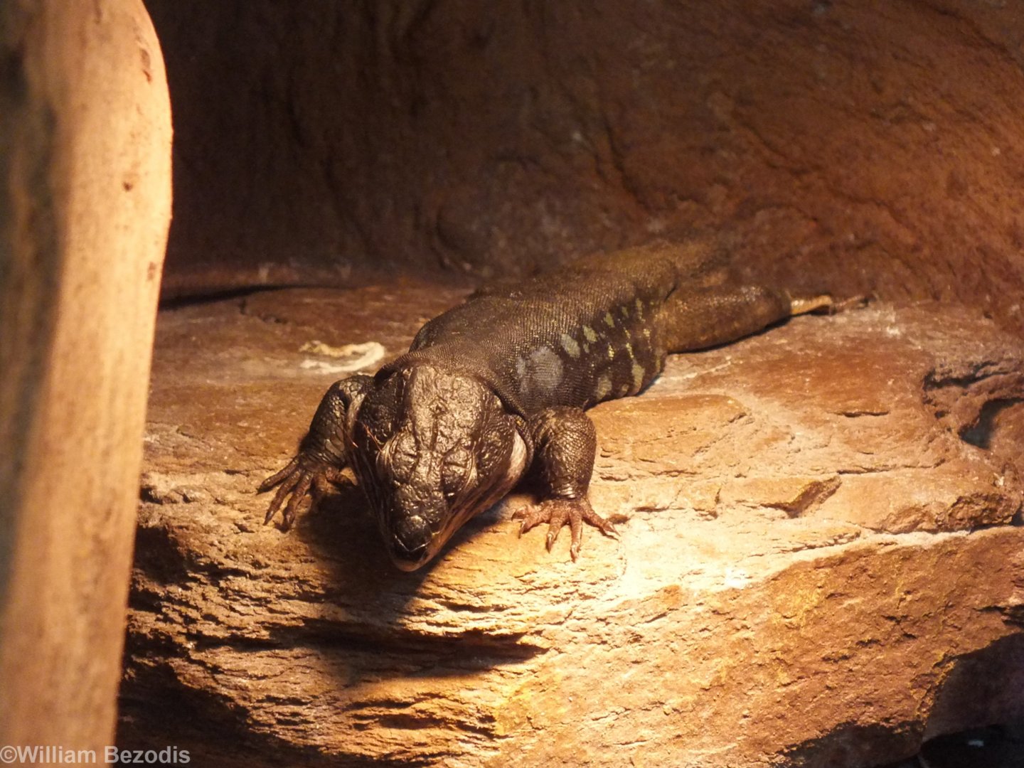 Northern Tenerife Lizard - Wroclaw Zoo Terrarium