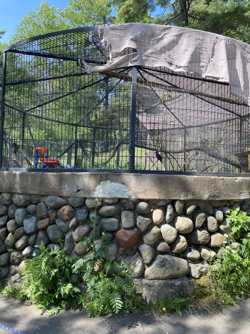 Northern Territory common raven exhibit