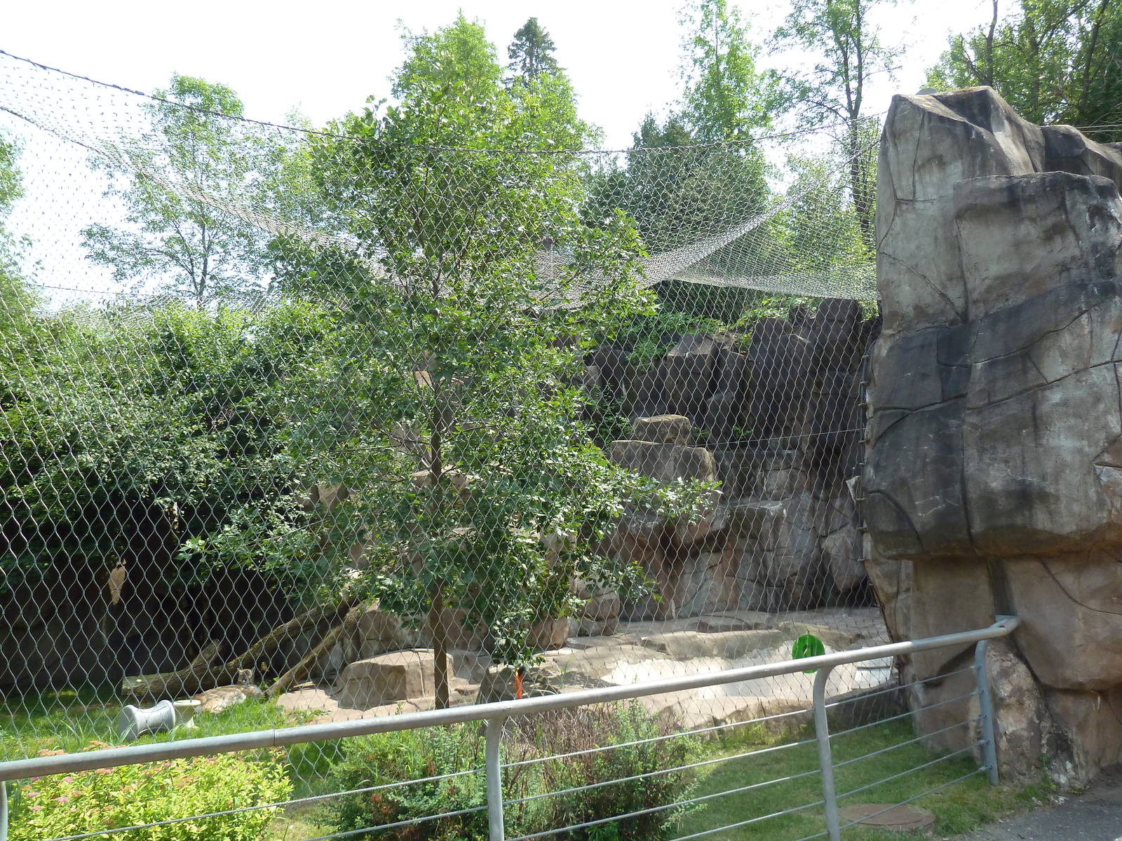 Northern Territory - Cougar Exhibit