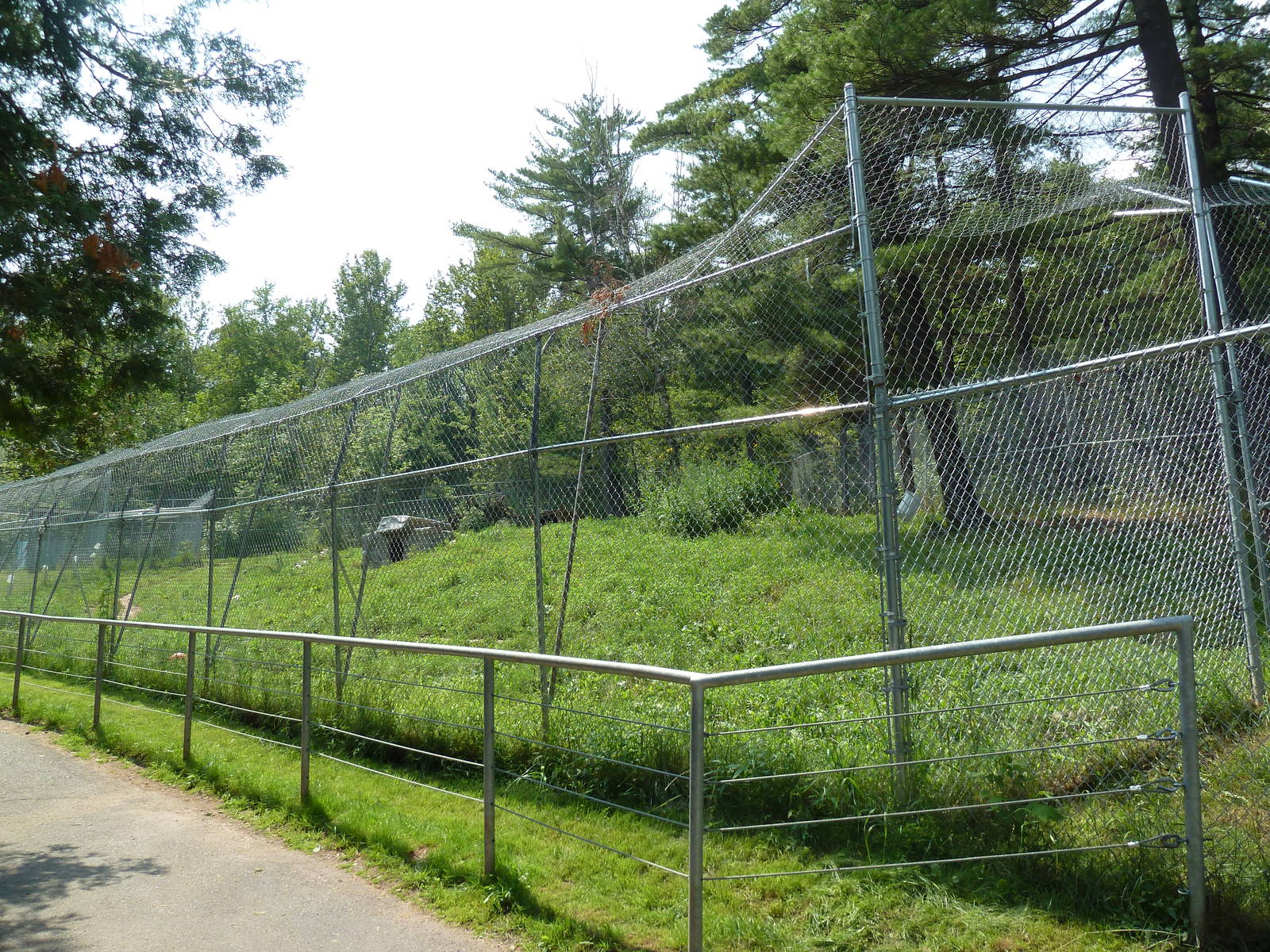 Northern Territory - Grey Wolf Exhibit