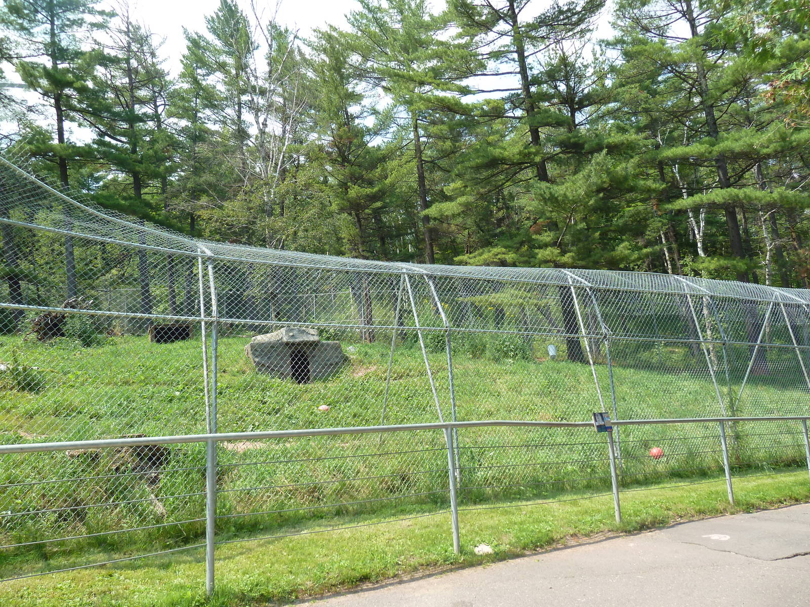 Northern Territory - Grey Wolf Exhibit
