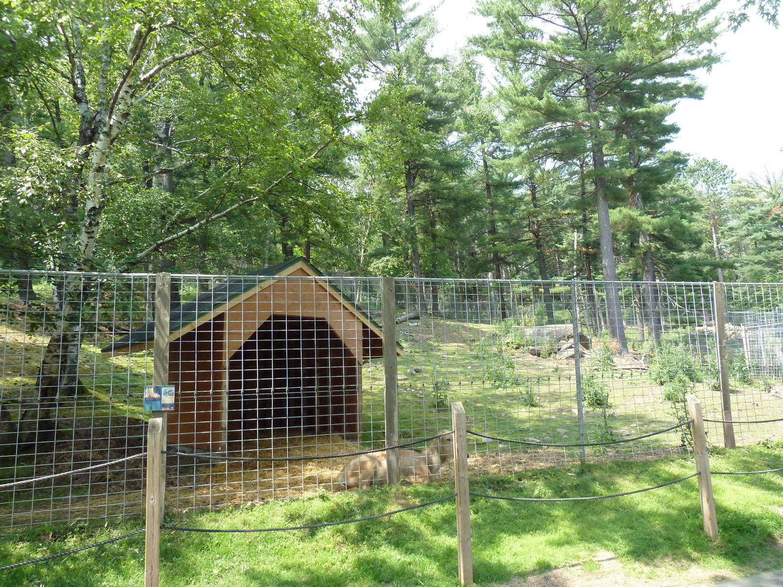 Northern Territory - Pere David's Deer Exhibit