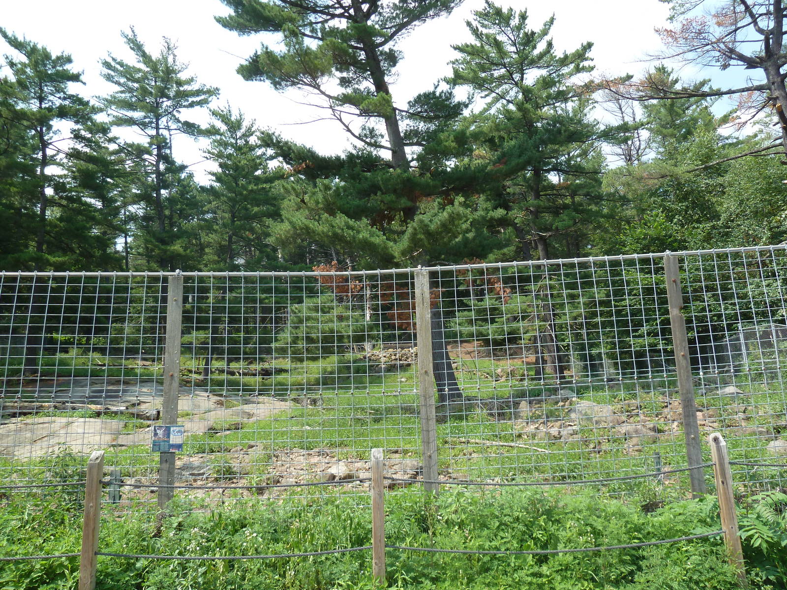 Northern Territory - White-Tailed Deer Exhibit