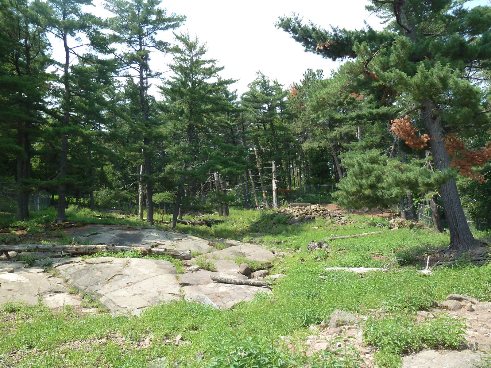 Northern Territory - White-Tailed Deer Exhibit