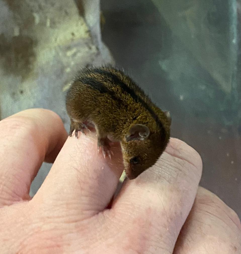 northern three-striped opossum (Monodelphis americana)