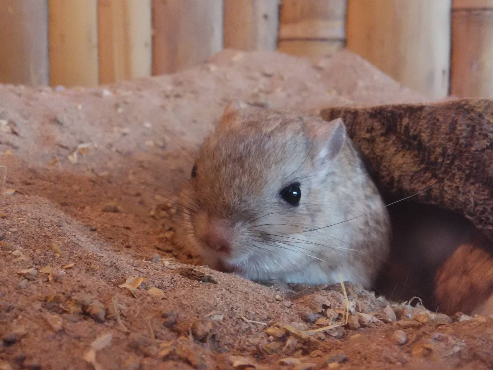 Northern three-toed jerboa (Dipus sagitta)