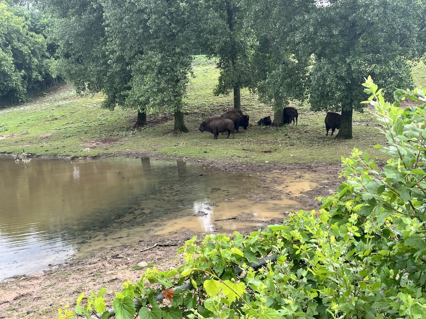 Northern Trail - American Bison Exhibit
