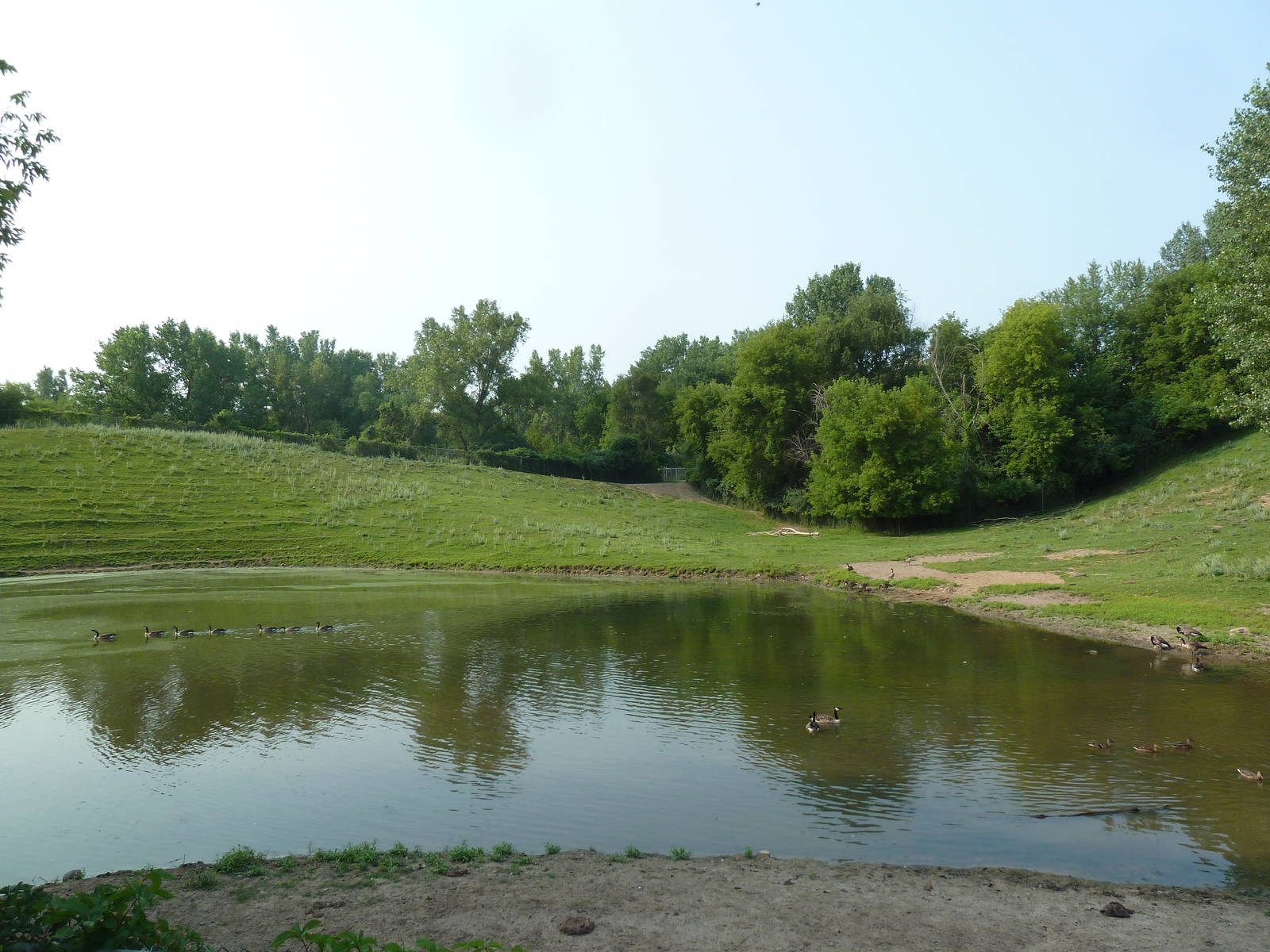 Northern Trail - American Bison/Pronghorn Antelope Exhibit
